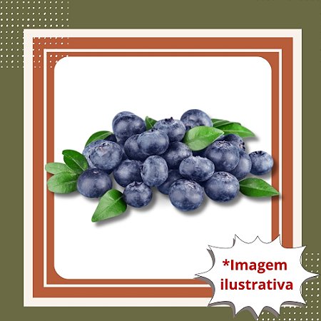 Muda de Mirtilo Clímax – Frutífera Produtiva e Frutos Saborosos
