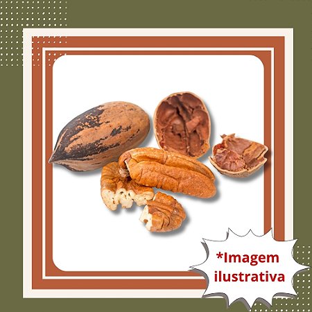Muda De Noz Pecan – Frutos Nutritivos e Árvore Imponente