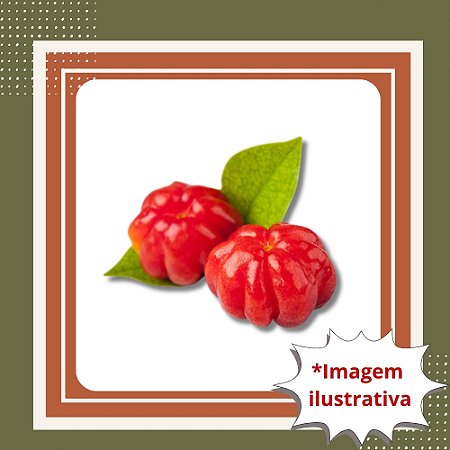 Muda de Pitanga – Frutífera Nativa, Doce e Aromática