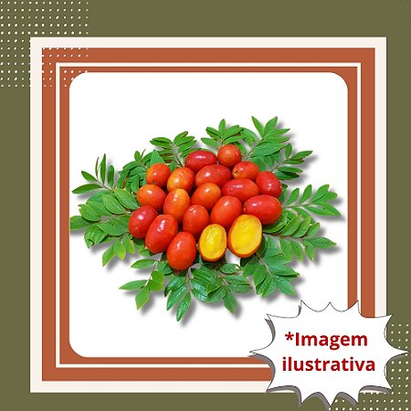 Muda de Seriguela – Fruta Doce, Suculenta e Muito Produtiva
