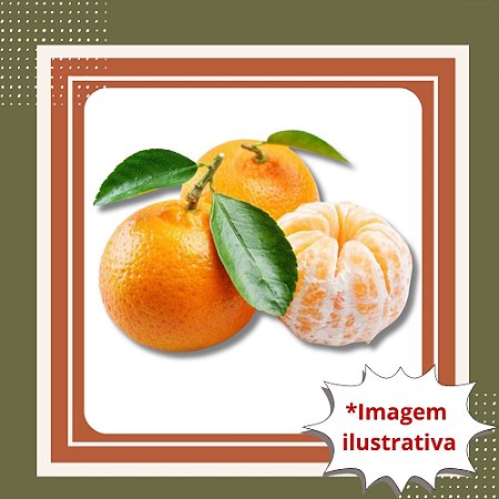 Muda de Tangerina Montenegrina Enxertada — Muito Doce, Aromática e de Fácil Cultivo