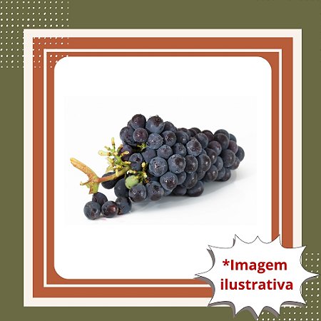 Muda de Uva Bordô Enxertada – Ideal para Suco, Vinho e Alta Produção