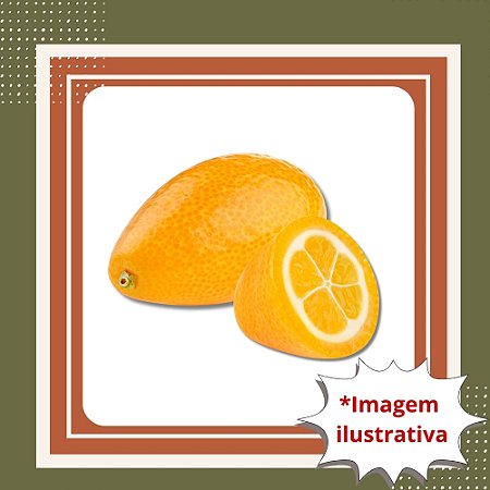 Muda de Xinxim Azedo Enxertada – Cítrica Produtiva e Frutos Aromáticos