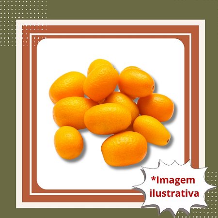 Muda De Xinxim Doce (Kinkan) Enxertado —Pode ser consumido com casca