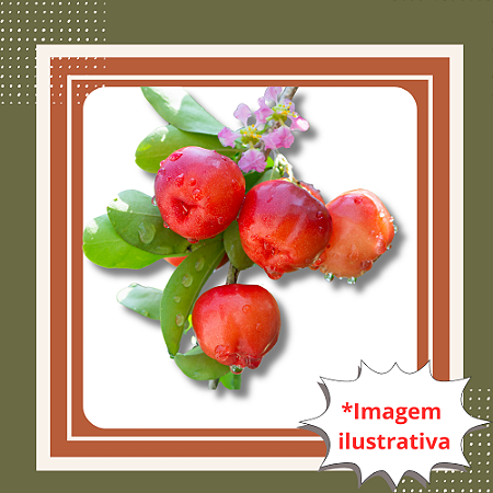 Muda de Acerola Jaburu – Frutífera Rica em Vitamina C e de Alta Produção