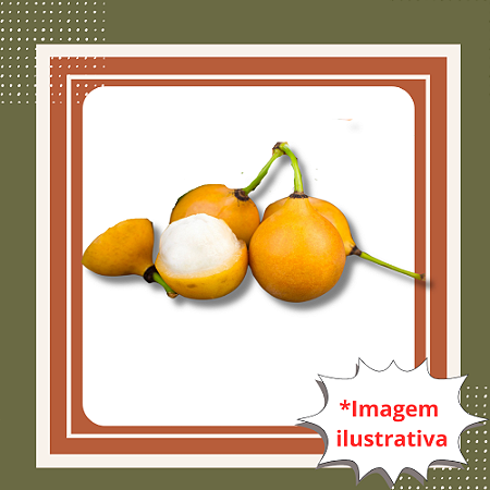 Muda de Achachairu – Fruta Exótica, Doce e Refrescante