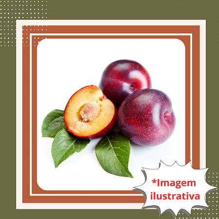 Muda de Ameixa Fortuna Enxertada – Frutos Grandes e Sabor Irresistível