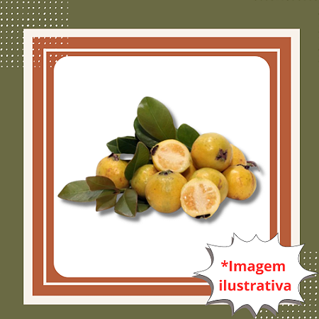 Muda de Araçá Amarelo - Psidium cattleianum var. lucidum Frutífera Nativa