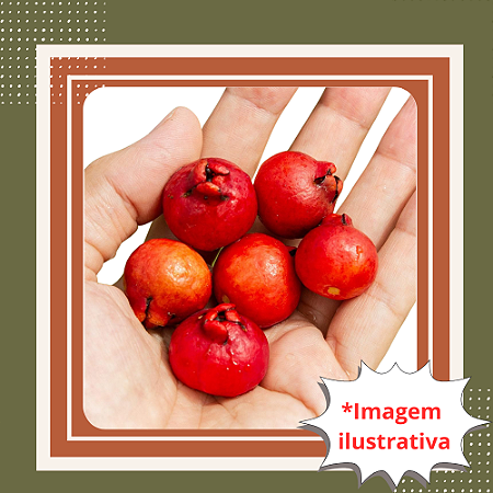 Muda de Araçá Vermelho – Frutos Deliciosos e Fácil Cultivo