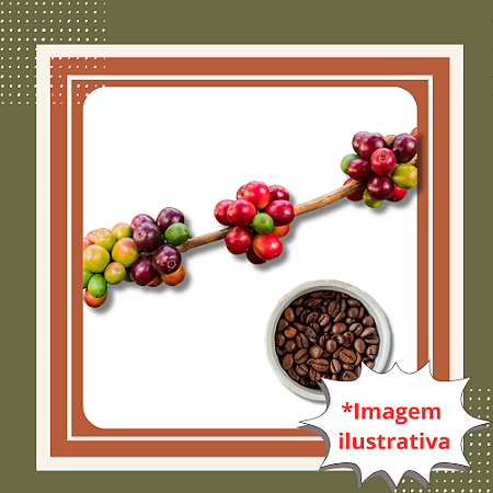 Muda de Café Vermelho – Planta Produtiva para Cultivo em Casa