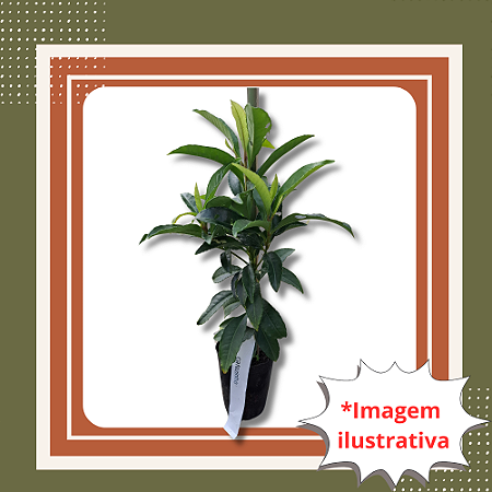 Muda de Cafezinho - Psychotria nuda Planta Nativa Ornamental de Sombra