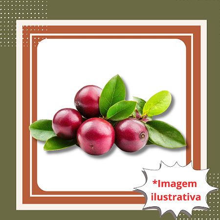 Muda de Camu Camu - Myrciaria dubia (H.B.K.) McVaugh.