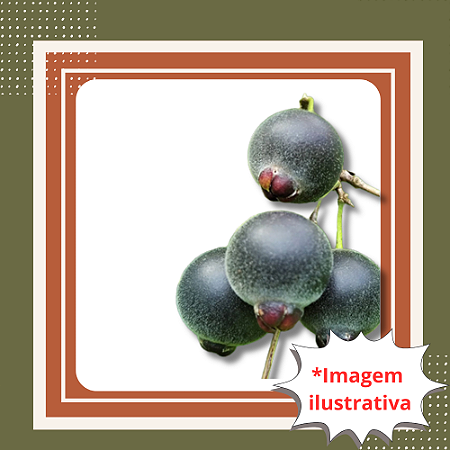 Muda de Guabiju – Mirtilo Brasileiro Frutífera Nativa