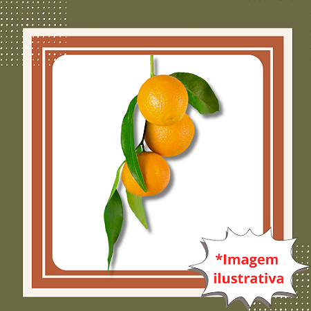 Muda de Laranja Cipó Enxertada Frutífera Doce e Produtiva