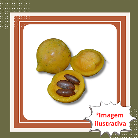 Muda de Mangostão Amarelo – Frutífera Exótica Tropical e Rara