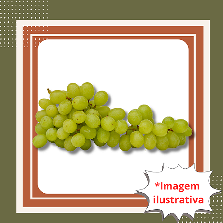 Muda de Uva Niágara Branca Enxertada – Doce, Aromática e Fácil de Cultivar