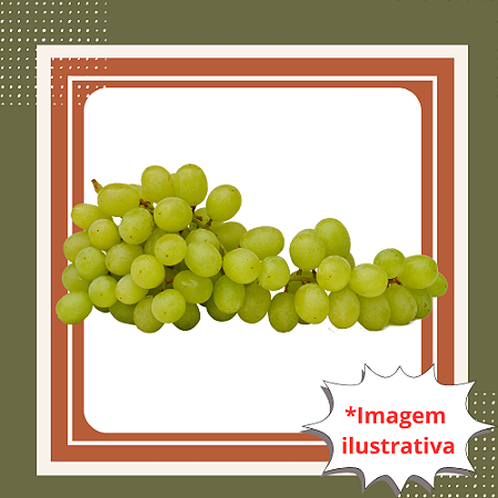 Muda de Uva Rainha Itália – Rápida Produção e Frutos Doces