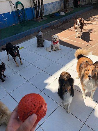 Creche para Cães em Porto Alegre - Puppyshow Clínica Veterinária e Pet  Center