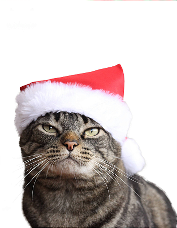 Gorrinho de natal | Para Gatos