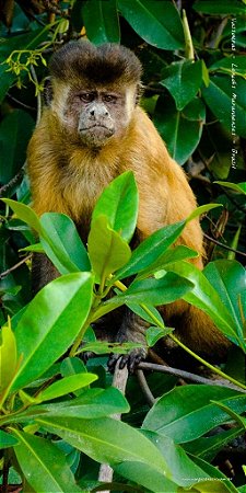 Macaco Prego 70x140 cm