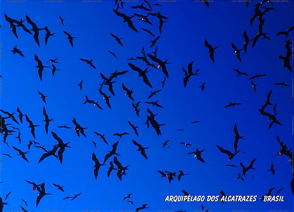 Arquipélago dos Alcatrazes 100x140 cm