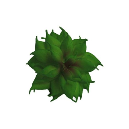 Flor Suculenta  Haworthia Cymbiformis Verde