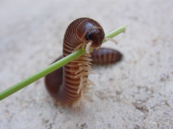 10 kilos de Humus de Gongolo peneirado