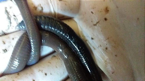 Minhocuçu de pesca 24 unidades