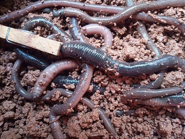 Minhocuçu Vivo de pesca 6 unidades