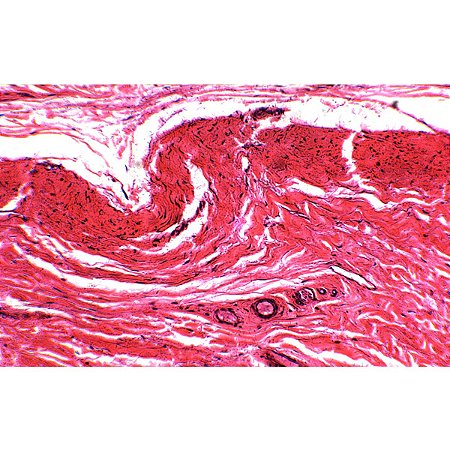 LAMINA PREPARADA "HISTOLOGIA" (CONJUNTO COM 80 LAMINAS)