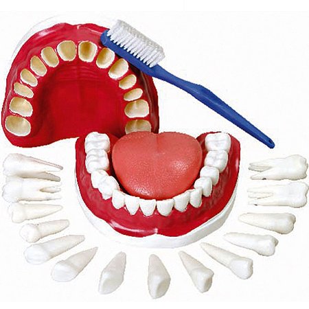 ARCADA DENTARIA COM TODOS OS DENTES REMOVIVEIS