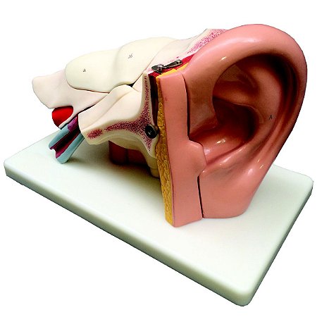 OUVIDO AMPLIADO COM 6 PARTES