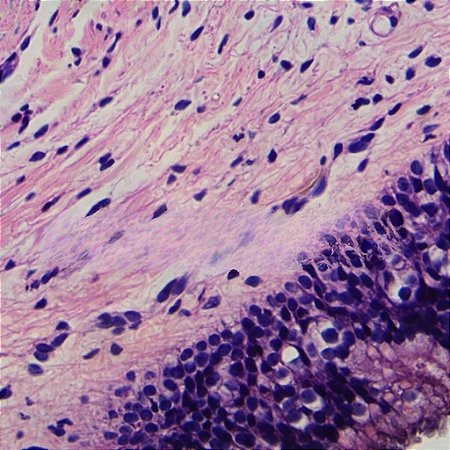 LAMINAS PREPARADAS DE HISTOLOGIA 25 UNIDADES