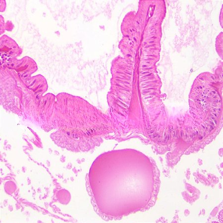 LAMINAS PREPARADAS BIOLOGICAS (CONJUNTO COM 25 LAMINAS)