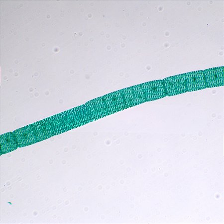 LAMINAS PREPARADAS DE MICROORGANISMOS (CONJUNTO COM 13 LAMINAS)