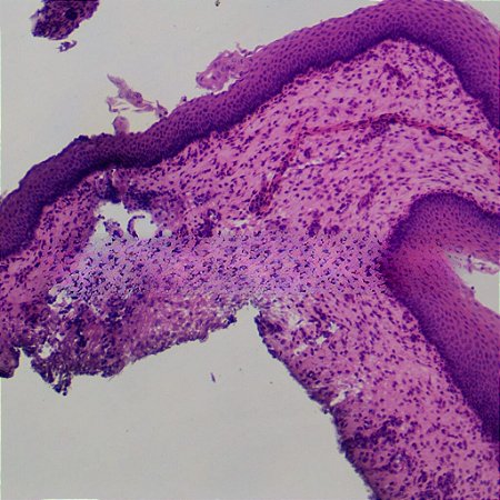 LAMINAS PREPARADAS MISTAS HISTOLOGIA (CONJUNTO COM 50 LAMINAS)