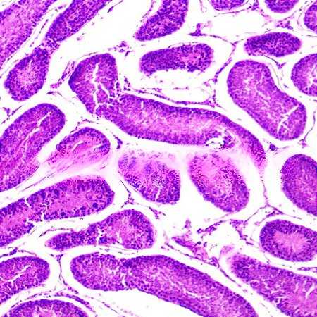 LAMINAS PREPARADAS DE HISTOLOGIA HUMANA (CONJUNTO COM 50 LAMINAS)