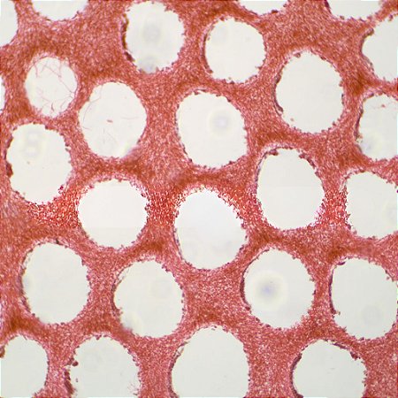 LAMINAS PREPARADAS DE FUNGOS MONTAGEM INTEGRAL W.M. (CONJUNTO COM 12 LAMINAS)