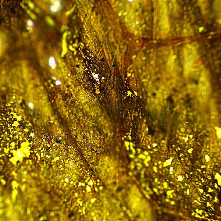 LAMINAS PREPARADAS DE HISTOLOGIA HUMANA (CONJUNTO COM 100 LAMINAS)