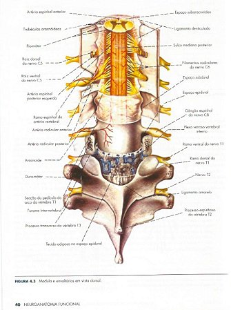 Ebook Neuroanatomia Funcional - Angelo Machado 3ª Ed