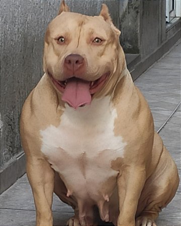 Dakota Monster Minas bull ( Monster Guetto)