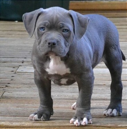 Pit Monster blue