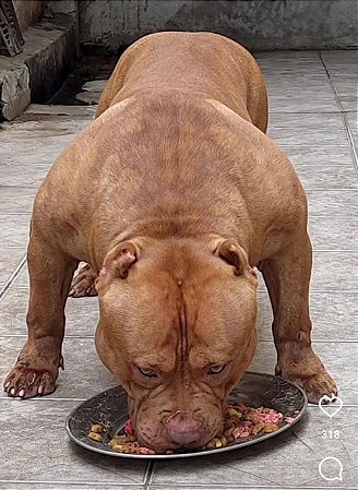 PIT MONSTER TYSON MONSTER GUETTO