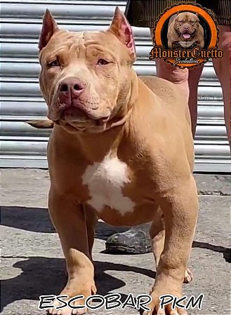 PIT MONSTER LILAC SCOBAR PMK
