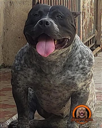 PIT MONSTER TICKED BLACK