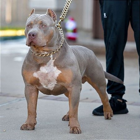 PIT Monster tri lilac