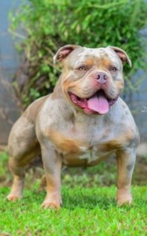American bully standard tri lilac merle