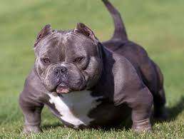 American bully micro blue