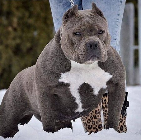 American bully pocket blue