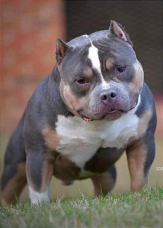 American Bully pocket tri blue